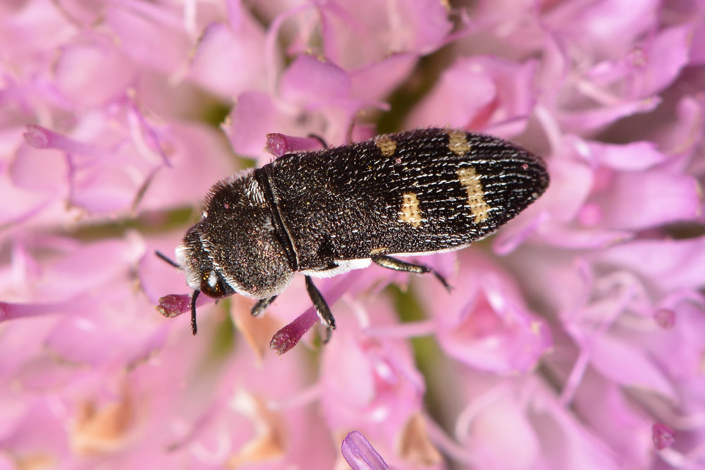 Buprestidae:  Acmaeoderella flavofasciata